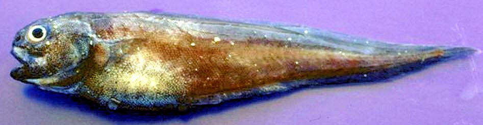 Benthocometes robustus_02.jpg